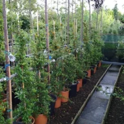 Vuurdoorn (Pyracantha 'Soleil D'Or') -Aanbiedingen Tuin Verrassing Winkel 20121017141100 4 1