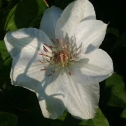 Bosrank (Clematis 'Mrs George Jackman') -Aanbiedingen Tuin Verrassing Winkel 20121017155031 1 1