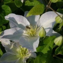 Bosrank (Clematis 'Yukikomachi') -Aanbiedingen Tuin Verrassing Winkel 20121017162704 1