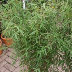 Niet Woekerende Bamboe (Fargesia 'Jiuzhaigou') -Aanbiedingen Tuin Verrassing Winkel 20121113150728 4