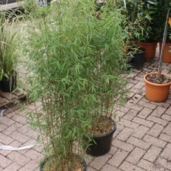 Niet Woekerende Bamboe (Fargesia 'Jiuzhaigou') -Aanbiedingen Tuin Verrassing Winkel 20121113150857 4