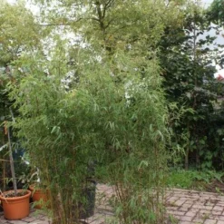 Niet Woekerende Bamboe (Fargesia 'Jiuzhaigou') -Aanbiedingen Tuin Verrassing Winkel 20121113150912 4