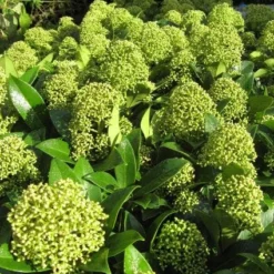 Skimmia (Skimmia Japonica 'Fragrant Cloud') -Aanbiedingen Tuin Verrassing Winkel 20121121145218 2