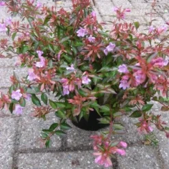 Abelia (Abelia Grandiflora 'Hopleys') -Aanbiedingen Tuin Verrassing Winkel 20121121151117 6
