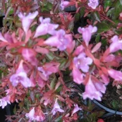 Abelia (Abelia Grandiflora 'Hopleys') -Aanbiedingen Tuin Verrassing Winkel 20121121151129 6