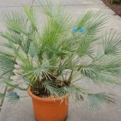 Dwergpalm (Chamaerops Humilis 'Cerifera') -Aanbiedingen Tuin Verrassing Winkel 20121229150623 2