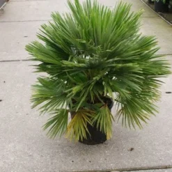 Dwergpalm (Chamaerops Humilis 'Vulcano') 10 Dwergpalm (Chamaerops Humilis 'Vulcano') -Aanbiedingen Tuin Verrassing Winkel 20121229152912 2