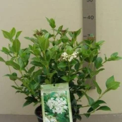 Groenblijvende Sneeuwbal (Viburnum Tinus 'Eve Price') -Aanbiedingen Tuin Verrassing Winkel 20130119172735 50 10
