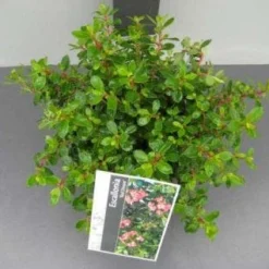Escallonia (Escallonia 'Red Dream') -Aanbiedingen Tuin Verrassing Winkel 20130120141519 3