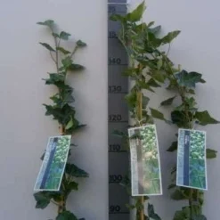 Klimop In Boogvorm (Hedera Hibernica) -Aanbiedingen Tuin Verrassing Winkel 20130120142024 1