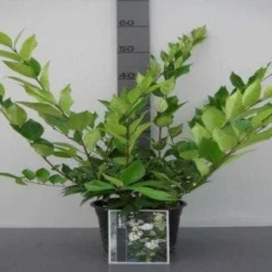 Liguster (Ligustrum Japonicum 'Texanum') -Aanbiedingen Tuin Verrassing Winkel 20130120144123 7