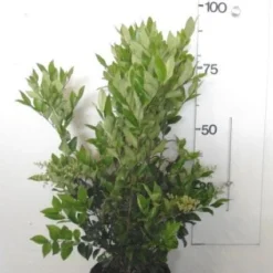 Liguster (Ligustrum Japonicum 'Texanum') -Aanbiedingen Tuin Verrassing Winkel 20130120144147 7