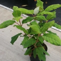 Fluweelhortensia (Hydrangea Aspera 'Macrophylla') -Aanbiedingen Tuin Verrassing Winkel 20130121123911 6