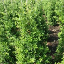 Hulst (Ilex Aquifolium 'Silver Queen') -Aanbiedingen Tuin Verrassing Winkel 20130121124351 11