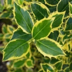 Hulst Op Stam (Ilex 'Argentea Marginata') -Aanbiedingen Tuin Verrassing Winkel 20130121124819 1