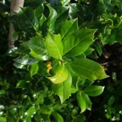 Hulst (Ilex Aquifolium J.C. Van Tol) -Aanbiedingen Tuin Verrassing Winkel 20130121125215 11