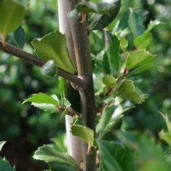 Blauwe Hulst (Ilex Meserveae 'Blue Prince') -Aanbiedingen Tuin Verrassing Winkel 20130121125422 10