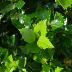 Blauwe Hulst (Ilex Meserveae 'Blue Prince') -Aanbiedingen Tuin Verrassing Winkel 20130121125453 10