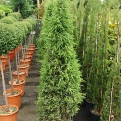 Jeneverbes (Juniperus Communis 'Hibernica') -Aanbiedingen Tuin Verrassing Winkel 20130121125813 7 1