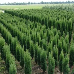 Zuiltaxus (Taxus Baccata 'Fastigiata Robusta') -Aanbiedingen Tuin Verrassing Winkel 20130121131927 17