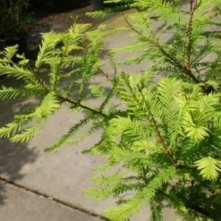 Moerascipres (Taxodium Distichum)
