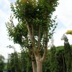 Roze Lagerstroemia Als Boom (Lagerstroemia Indica) -Aanbiedingen Tuin Verrassing Winkel 20130121162344 9