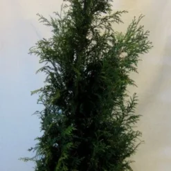 Levensboom (Thuja Plicata 'Martin') -Aanbiedingen Tuin Verrassing Winkel 20130122151951 8