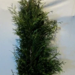 Levensboom (Thuja Plicata 'Martin') -Aanbiedingen Tuin Verrassing Winkel 20130122152217 8