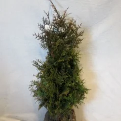 Levensboom (Thuja Plicata 'Gelderland')