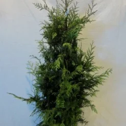 Reuzenlevensboom (Thuja Plicata 'Excelsa') -Aanbiedingen Tuin Verrassing Winkel 20130122155405 9