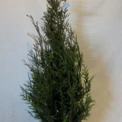 Levensboom (Thuja Plicata 'Atrovirens') -Aanbiedingen Tuin Verrassing Winkel 20130122155827 16