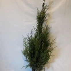 Levensboom (Thuja Plicata 'Atrovirens') -Aanbiedingen Tuin Verrassing Winkel 20130122155900 16