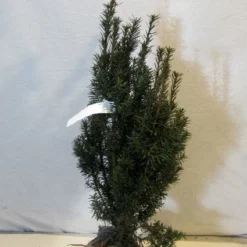 Taxus (Taxus Media 'Hicksii') -Aanbiedingen Tuin Verrassing Winkel 20130122162813 12