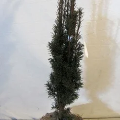 Zuiltaxus (Taxus Baccata 'Fastigiata Robusta') -Aanbiedingen Tuin Verrassing Winkel 20130125132756 17