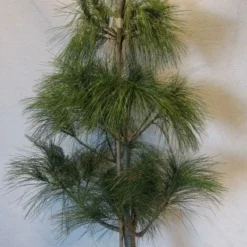 Treurden (Pinus Wallichiana) -Aanbiedingen Tuin Verrassing Winkel 20130125134019 14