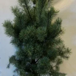 Grove Den, Solitair (Pinus Sylvestris) -Aanbiedingen Tuin Verrassing Winkel 20130125134826 18