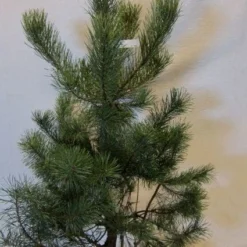 Grove Den, Solitair (Pinus Sylvestris) -Aanbiedingen Tuin Verrassing Winkel 20130125134849 18