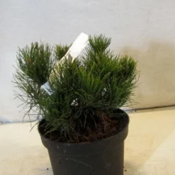 Bergden (Pinus Mugo Mughus) -Aanbiedingen Tuin Verrassing Winkel 20130125135845 13