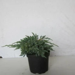 Jeneverbes (Juniperus Squamata 'Blue Carpet') -Aanbiedingen Tuin Verrassing Winkel 20130125154733 4 1