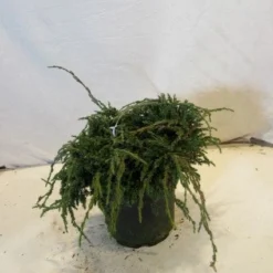 Jeneverbes (Juniperus Squamata 'Blue Carpet') -Aanbiedingen Tuin Verrassing Winkel 20130125154745 4