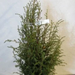 Jeneverbes (Juniperus Communis 'Suecica')