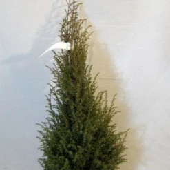 Jeneverbes (Juniperus Communis 'Hibernica') -Aanbiedingen Tuin Verrassing Winkel 20130125161445 7