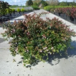 Abelia (Abelia Grandiflora 'Hopleys') -Aanbiedingen Tuin Verrassing Winkel 20130214095209 6