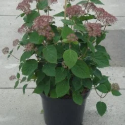 Hortensia (Hydrangea 'Pink Annabelle') -Aanbiedingen Tuin Verrassing Winkel 20130214115155 1