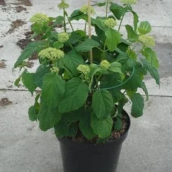 Hortensia (Hydrangea 'Strong Annabelle') -Aanbiedingen Tuin Verrassing Winkel 20130214115328 1