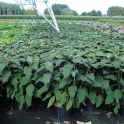 Fluweelhortensia (Hydrangea Aspera 'Macrophylla') -Aanbiedingen Tuin Verrassing Winkel 20130214115506 6