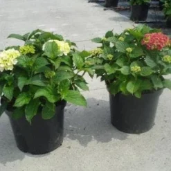 Hortensia (Hydrangea Macrophylla 'Soeur Therese')