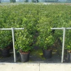 Blauwe Hulst (Ilex Meserveae 'Blue Prince') -Aanbiedingen Tuin Verrassing Winkel 20130214133905 10