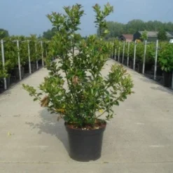 Blauwe Hulst (Ilex Meserveae 'Blue Prince') -Aanbiedingen Tuin Verrassing Winkel 20130214133913 10