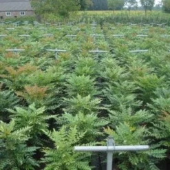 Mahoniestruik (Mahonia Media 'Winter Sun') -Aanbiedingen Tuin Verrassing Winkel 20130214142529 11